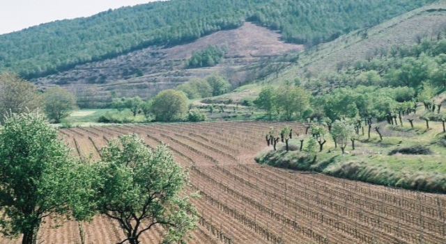 vista de un vinedo rodeado de una gran naturaleza